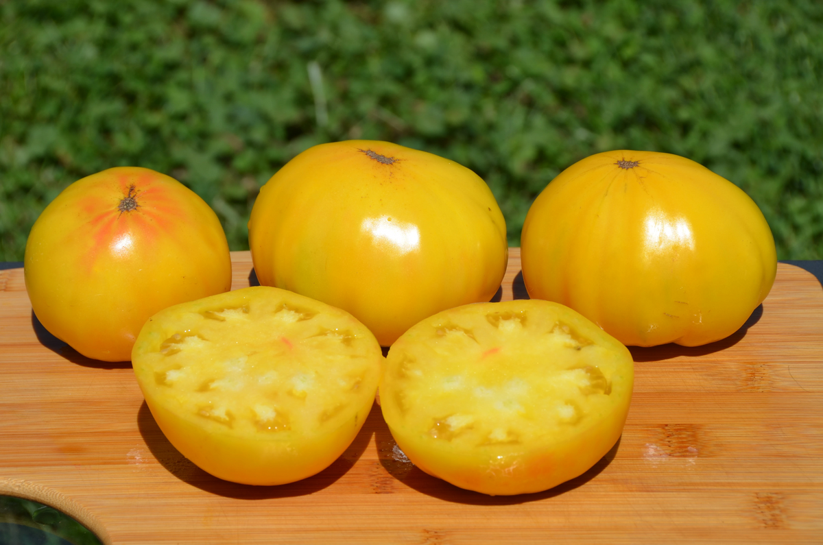 Huge Lemon Oxheart Tomato – Ohio Heirloom Seeds