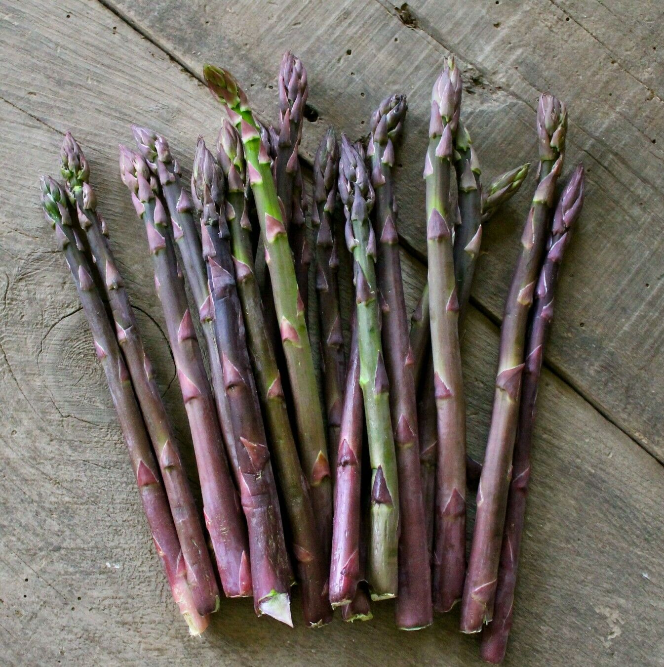 Asparagus Argenteuil- French Heirloom - 50+ seeds