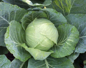 Cabbage Seeds - Copenhagen Market - ohio heirloom seeds