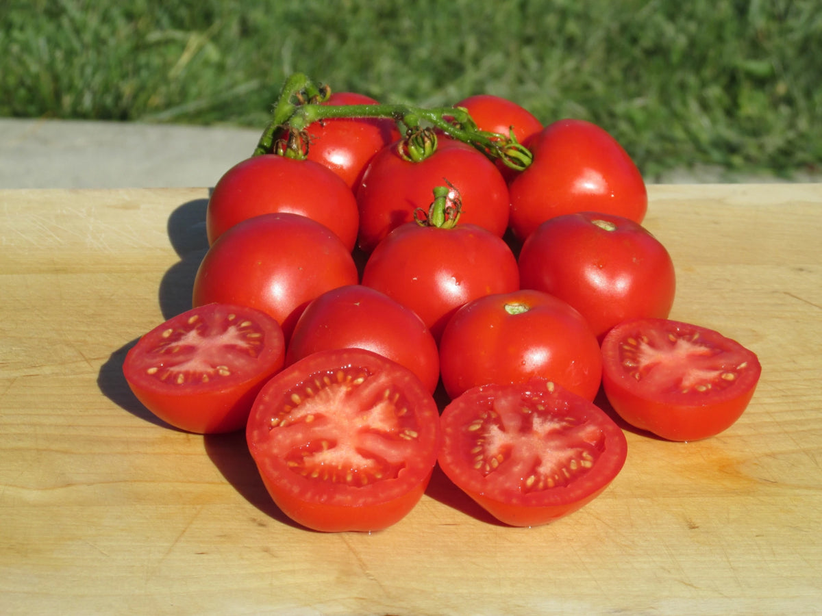 Frembgens Rheinlands Ruhm Organic Tomato - Ohio Heirloom Seeds