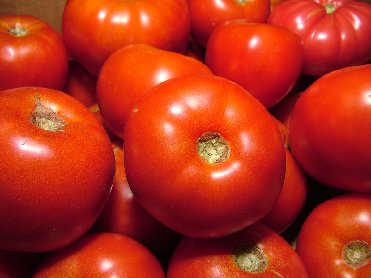 Shop Slicing Tomato, Rutgers and other Seeds at Harvesting History