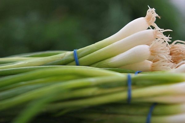 Scallions Onion - White Bunching Southport - ohio heirloom seeds