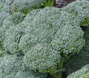 Broccoli Waltham - ohio heirloom seeds