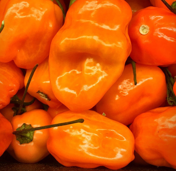 20 Fresh Harvest Orange Scotch Bonnet Premium Pepper Seeds - Super-Hot - Non-GMO - Jamaica