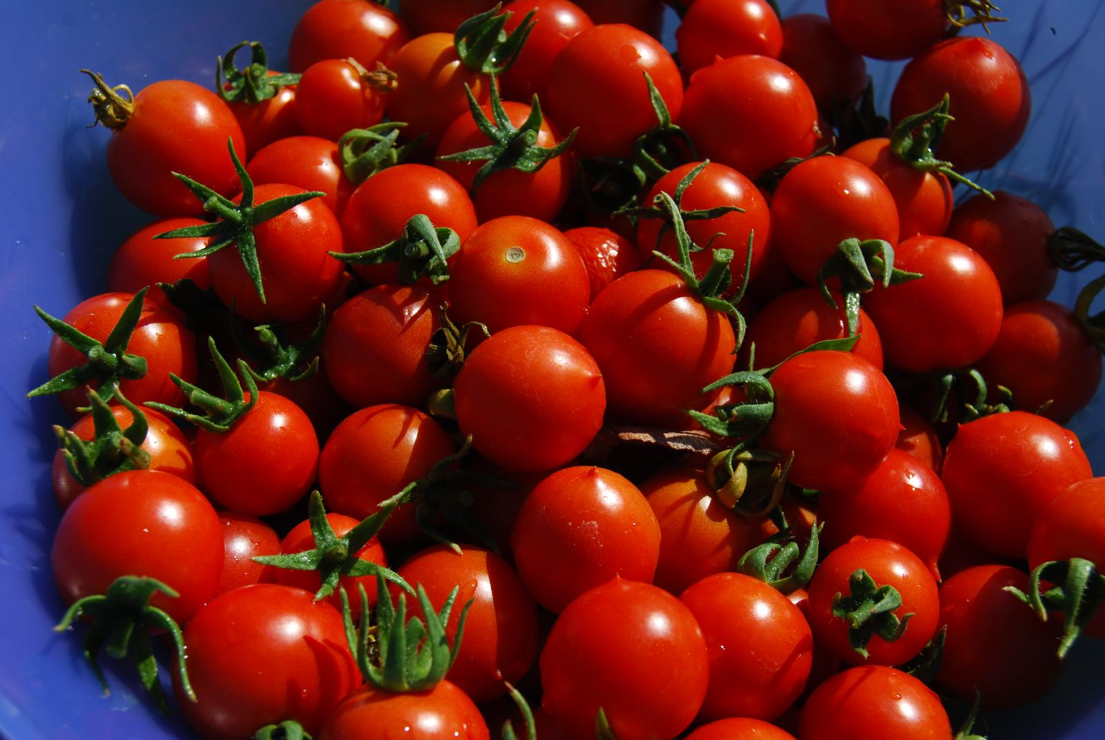 Principe Borghese Tomato - ohio heirloom seeds