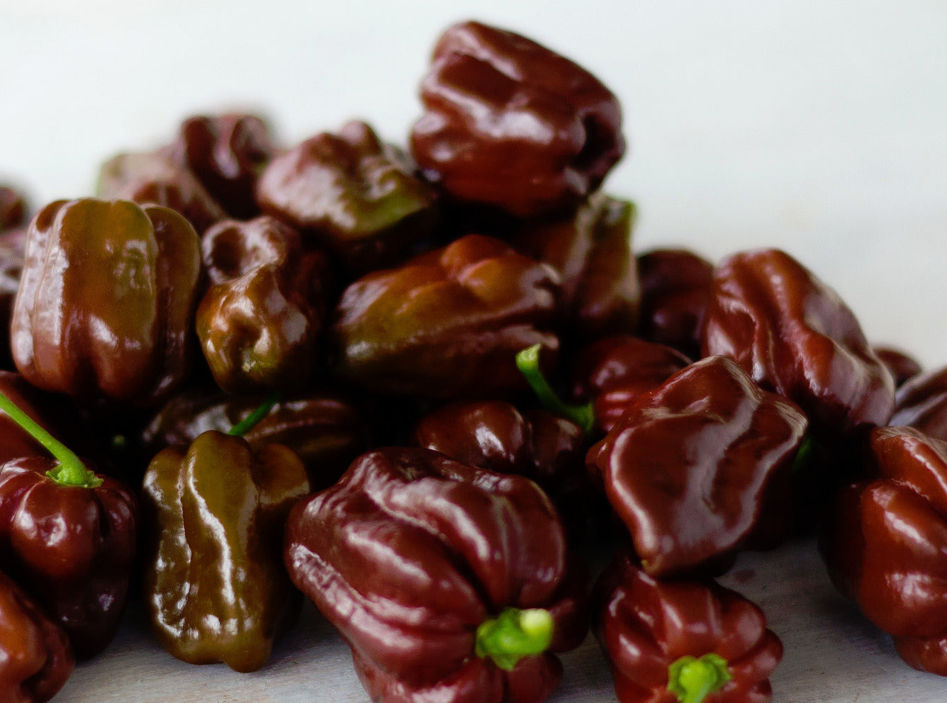 Chocolate Habanero Pepper - ohio heirloom seeds