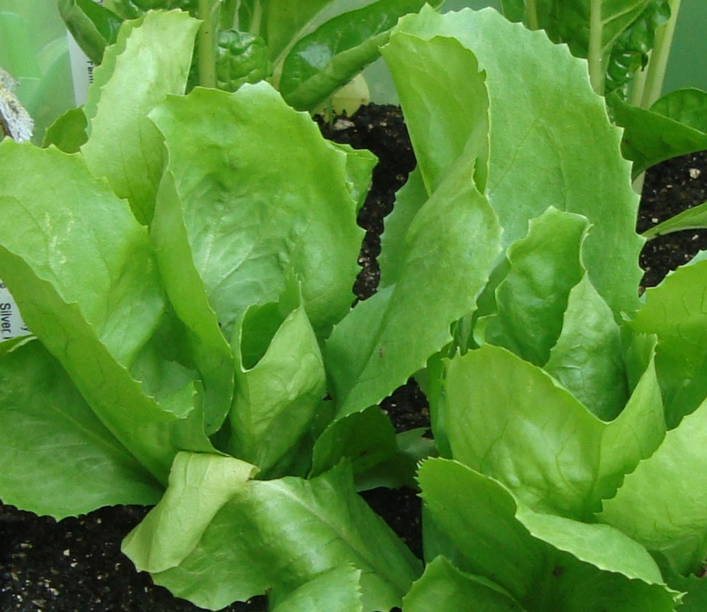Escarole (Endive)- Batavian Full Heart Lettuce - ohio heirloom seeds
