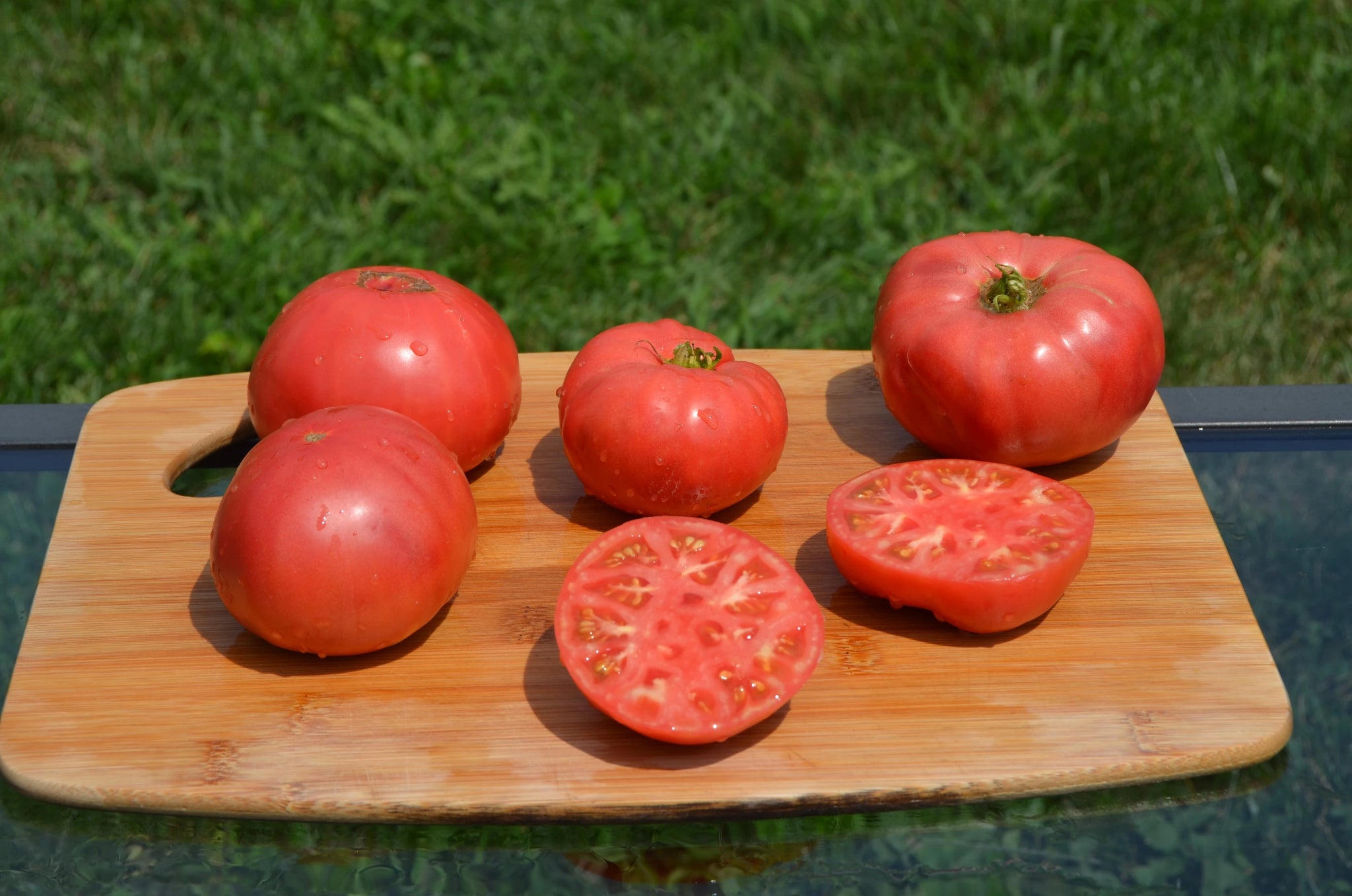 Buckeye State Organic Tomato - ohio heirloom seeds