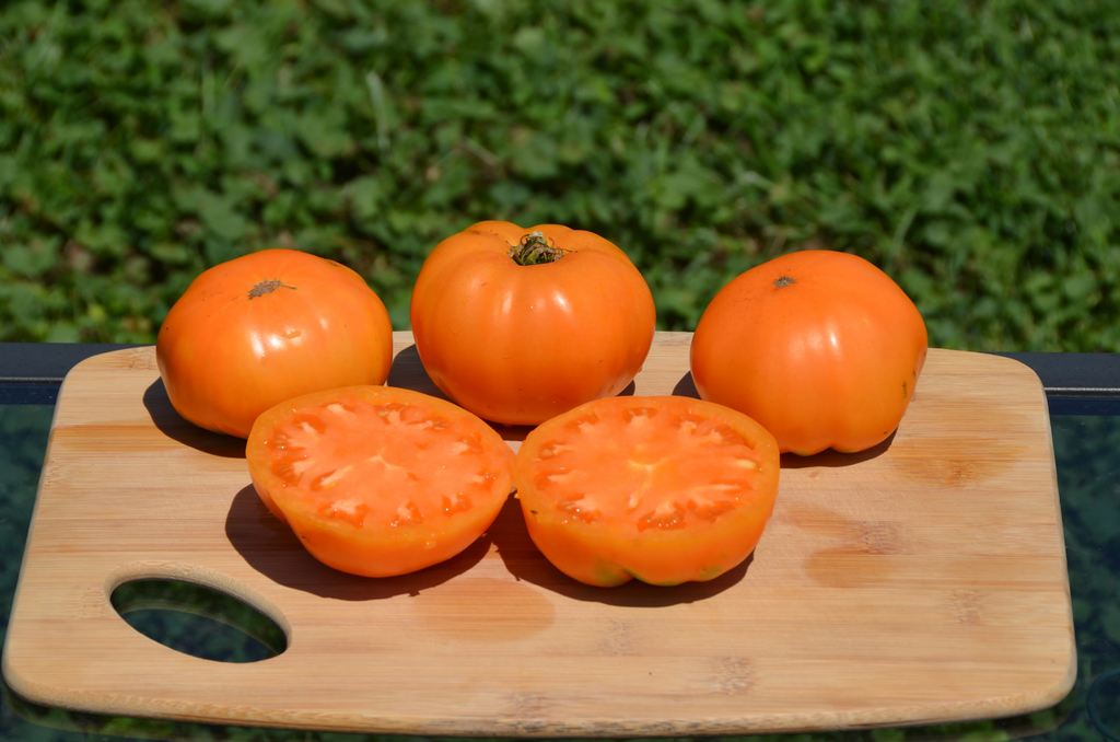 Ohio Heirloom Seeds Dr. Wyche’s Tomato