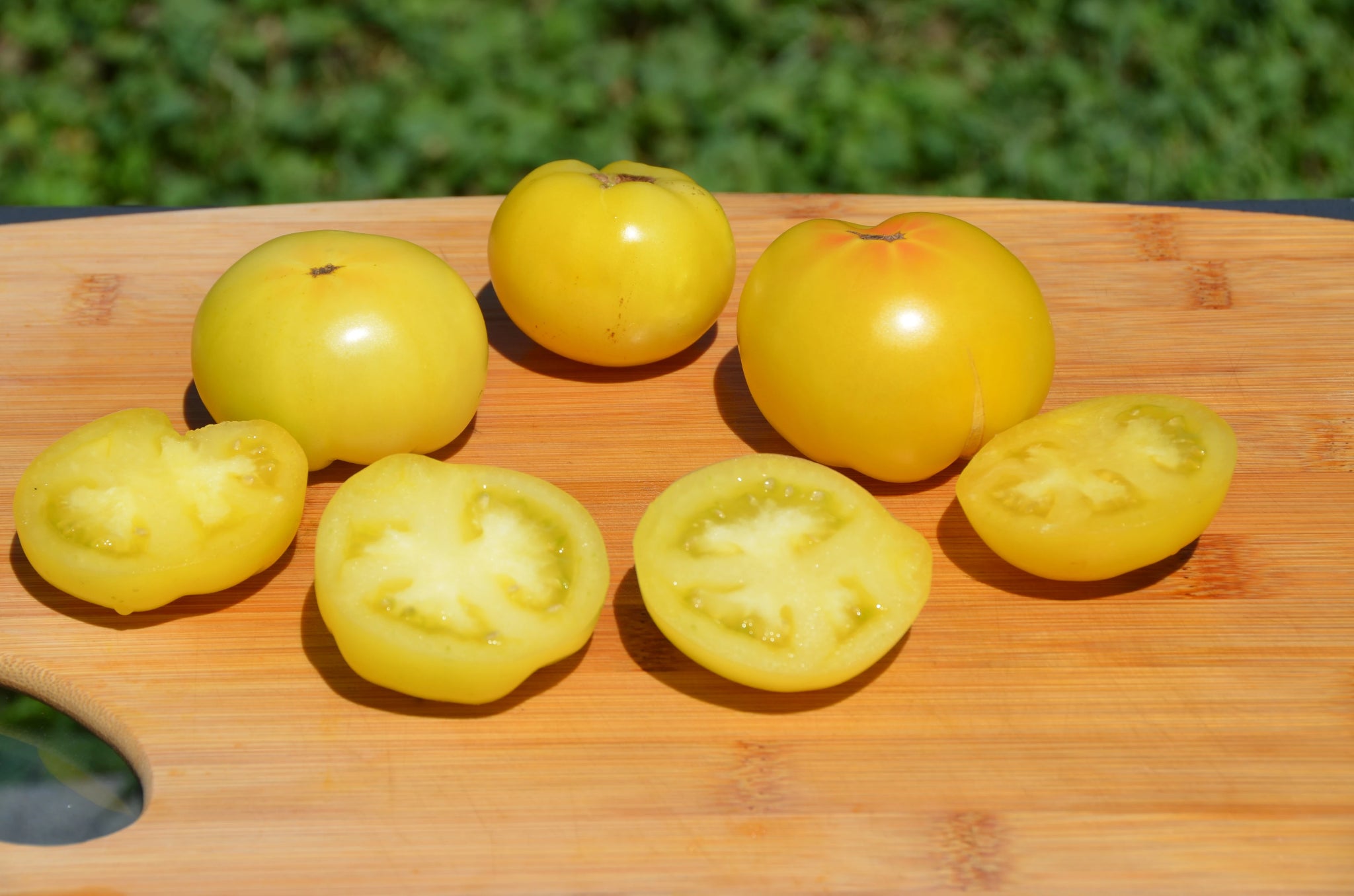 Blanche de Prusse Organic Tomato - ohio heirloom seeds