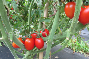 De Barao Organic Tomato - ohio heirloom seeds