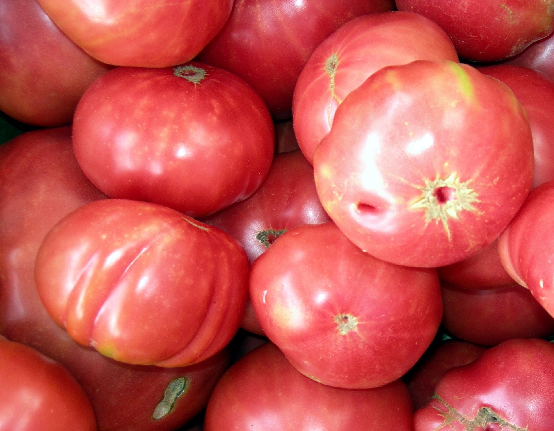 German Johnson Tomato - ohio heirloom seeds