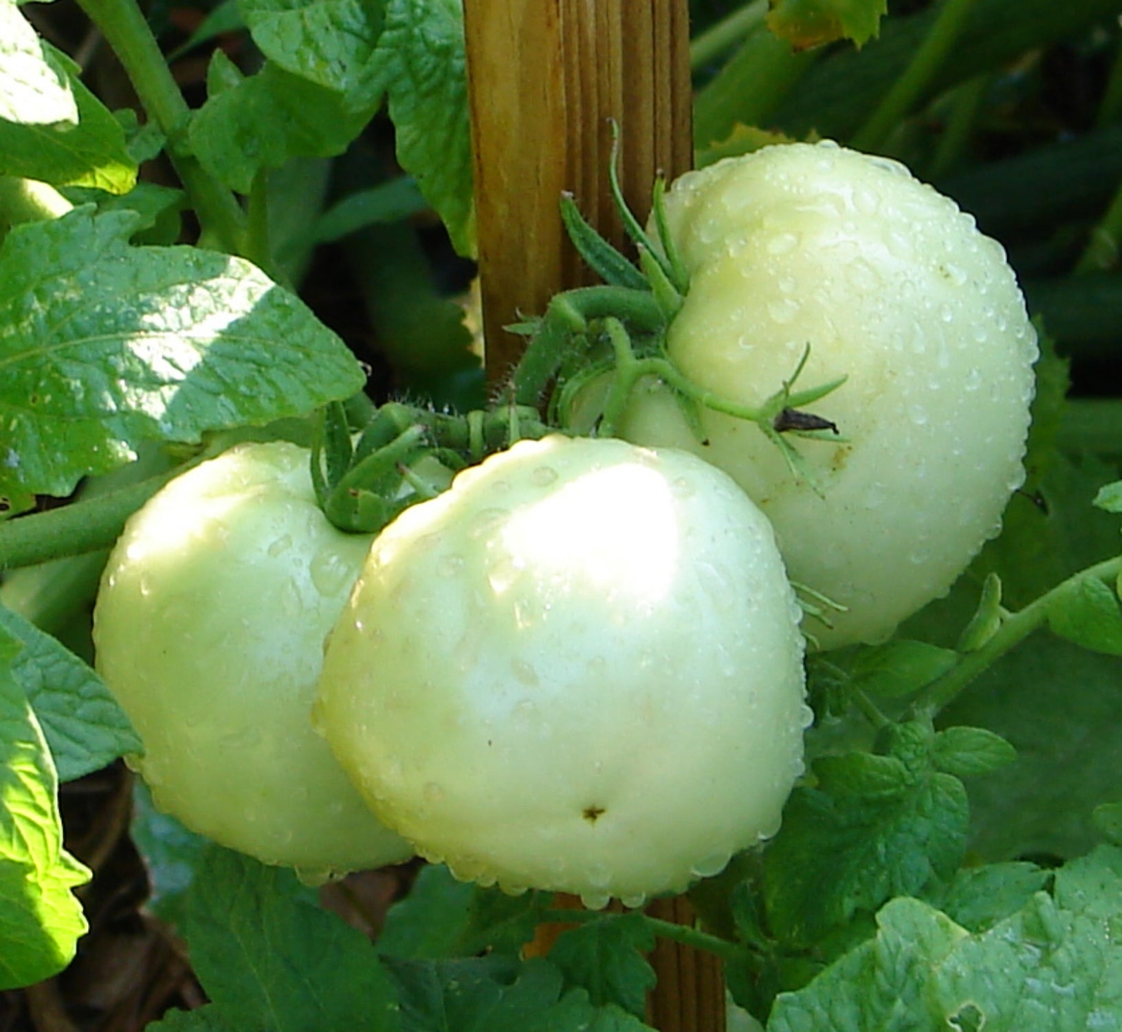Great White Organic Tomato - ohio heirloom seeds