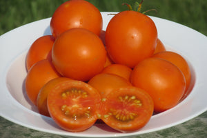 Jaune Flamme Organic Tomato - ohio heirloom seeds