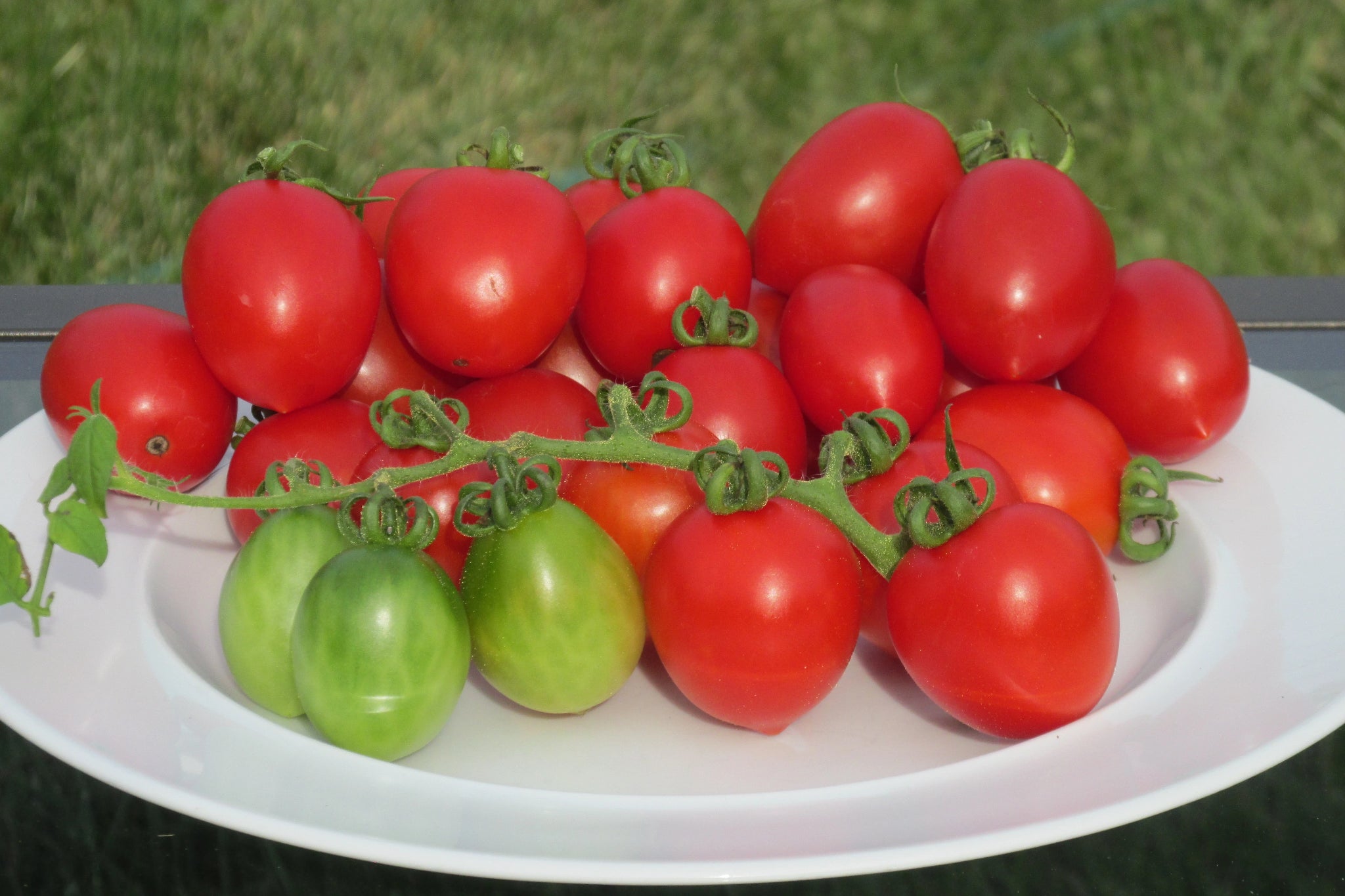 Mischka Organic Tomato - ohio heirloom seeds
