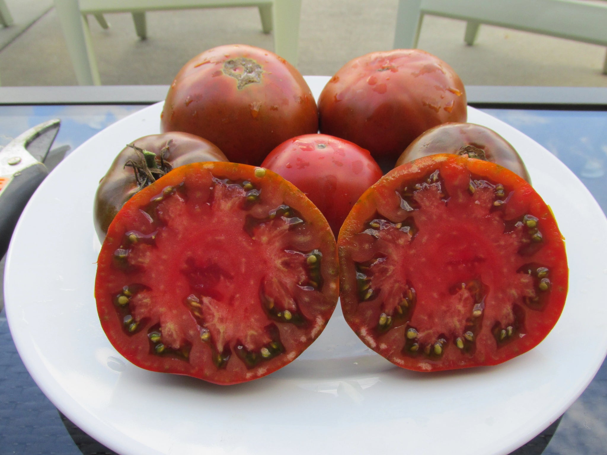 Siberian Black Organic Tomato - ohio heirloom seeds