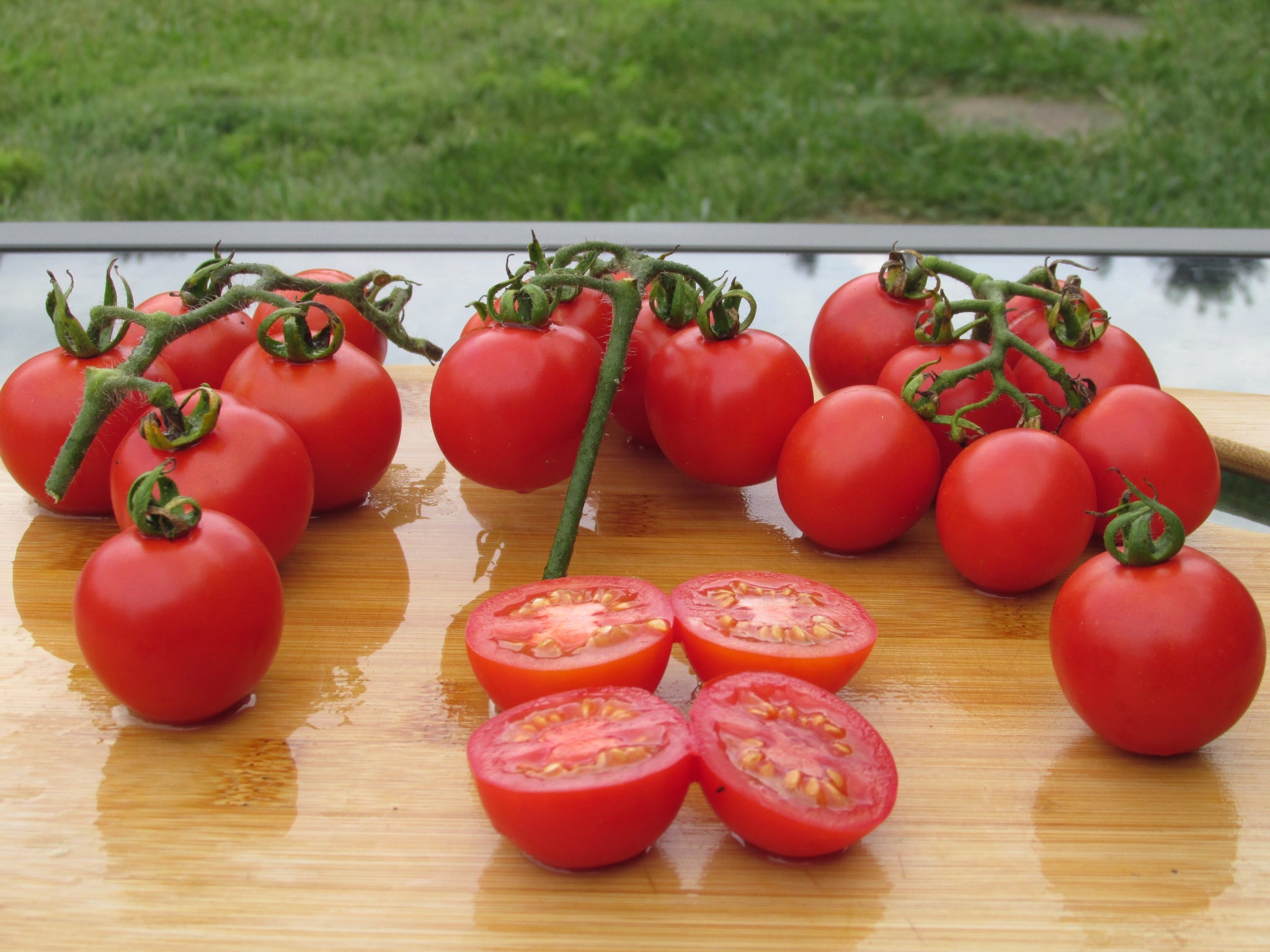 Durmitor Organic Tomato - ohio heirloom seeds