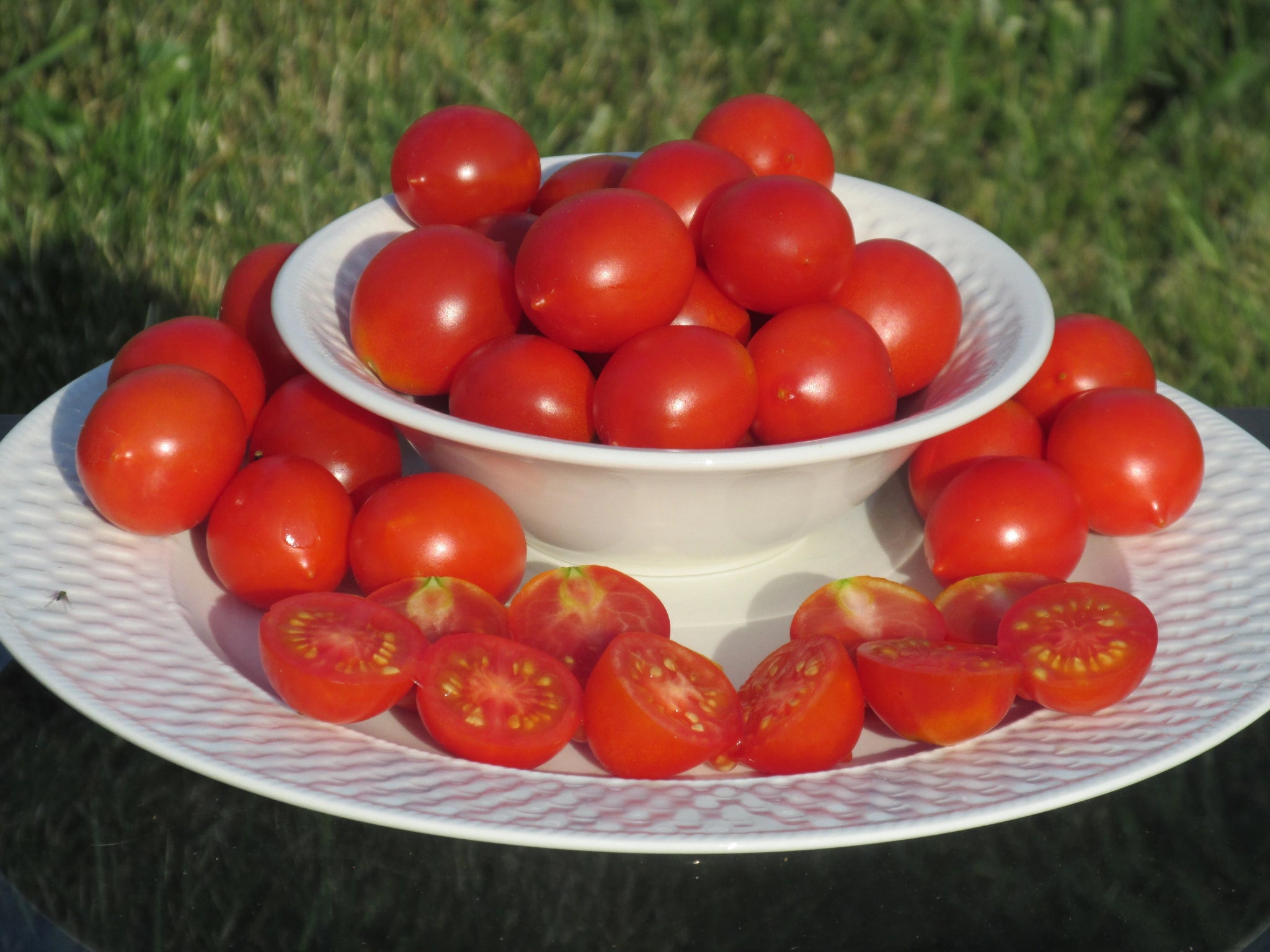Riesentraube Organic Tomato - ohio heirloom seeds