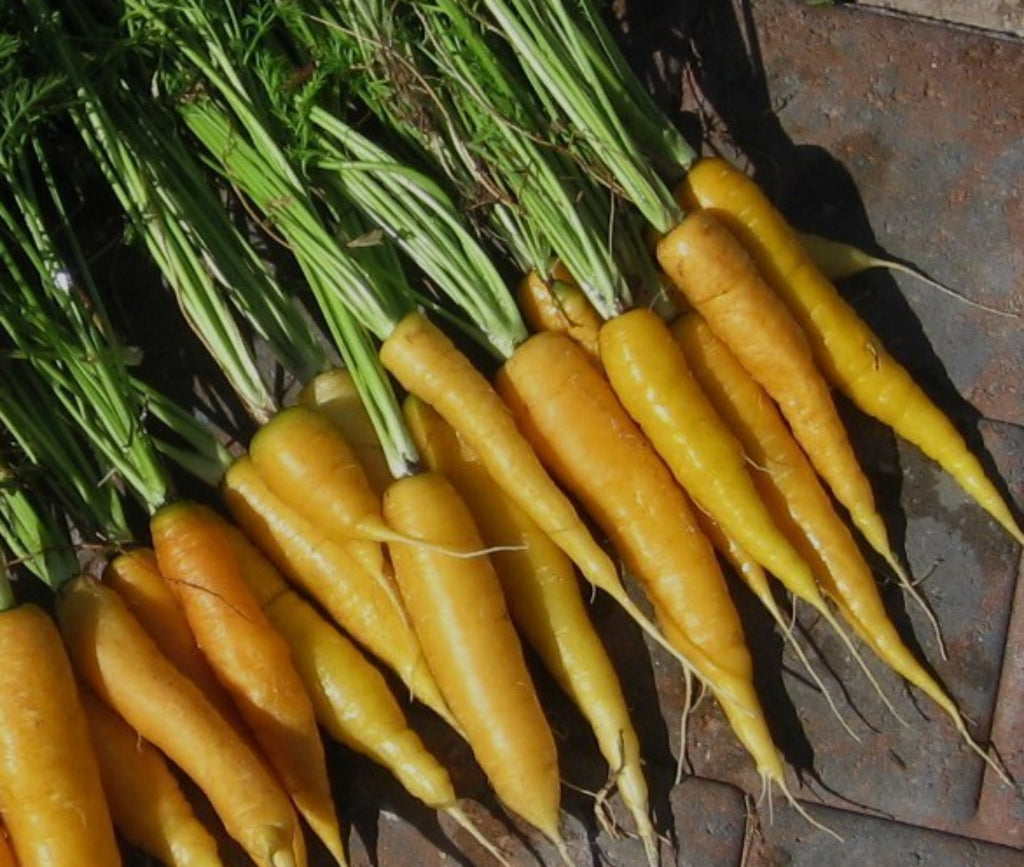 Jaune du Doubs Carrot - ohio heirloom seeds