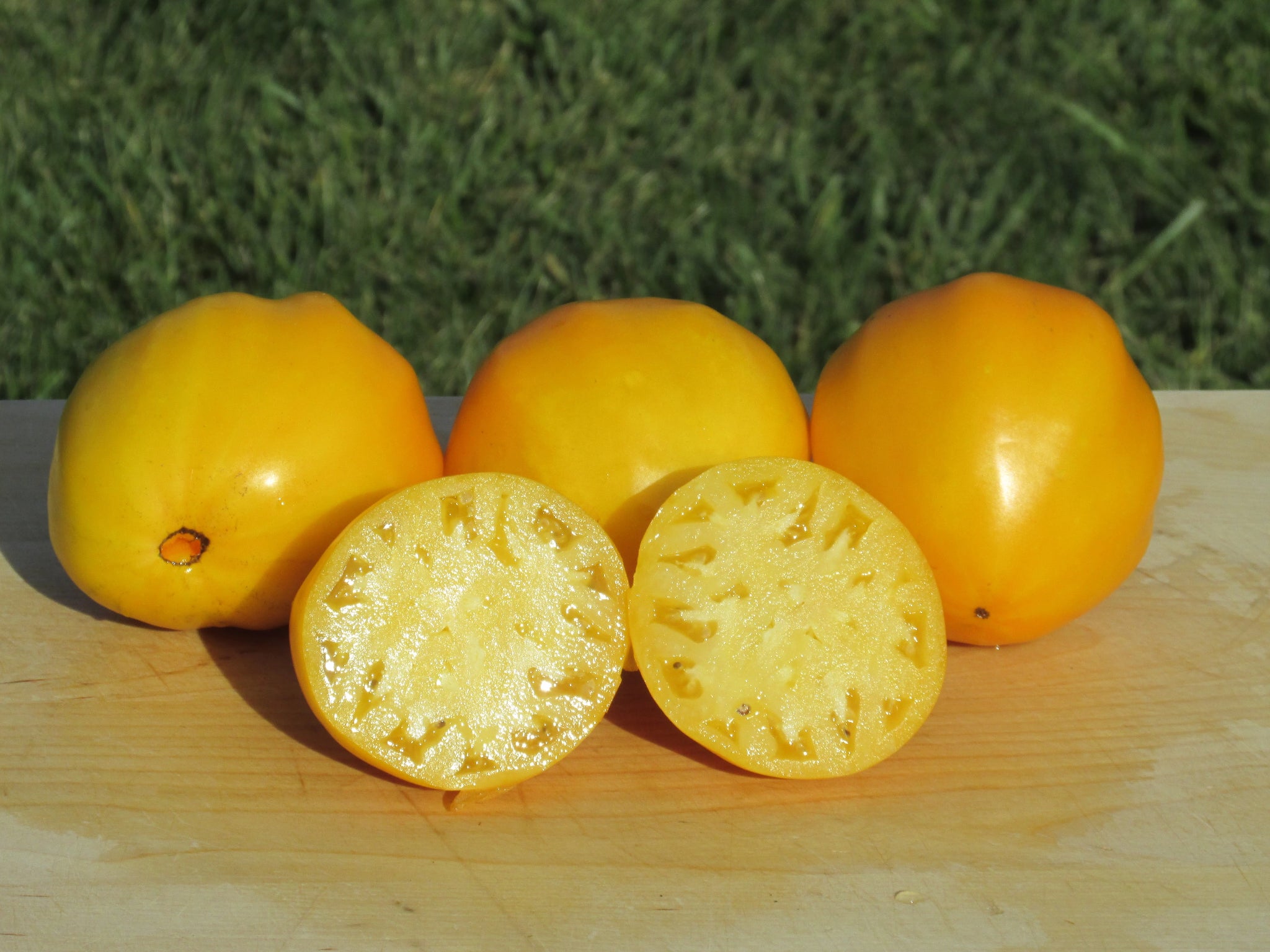 Korol Sibiri Organic Tomato - ohio heirloom seeds
