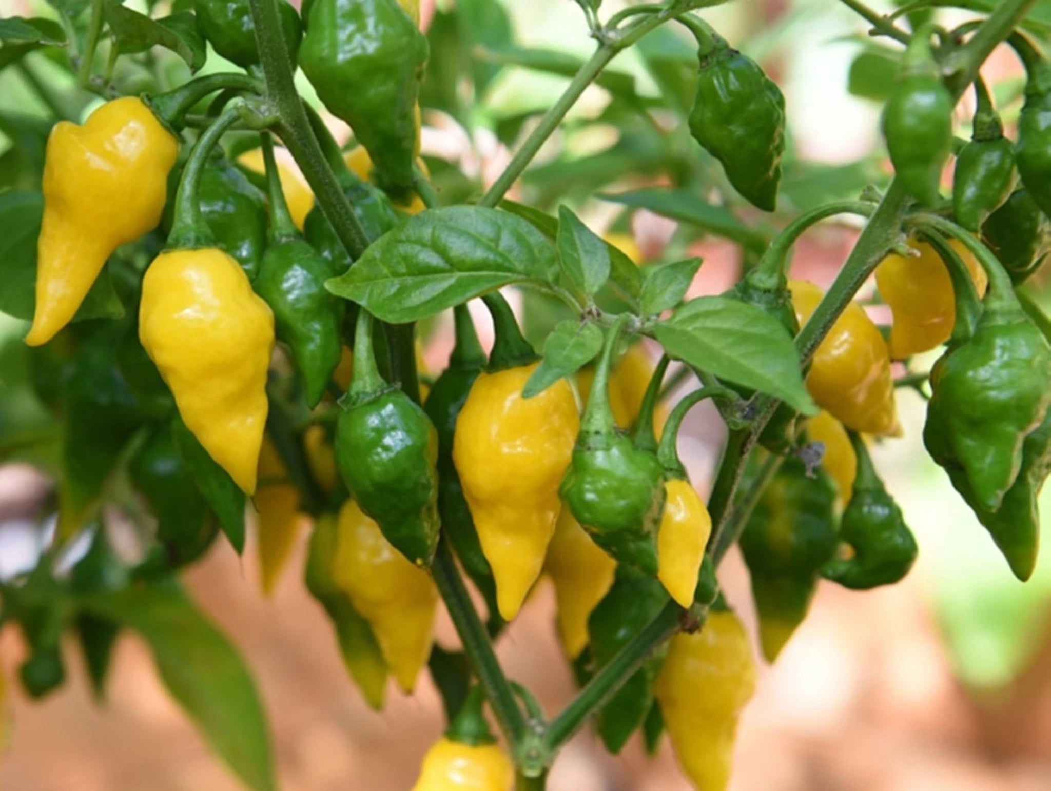 Lemon Habanero Pepper - ohio heirloom seeds