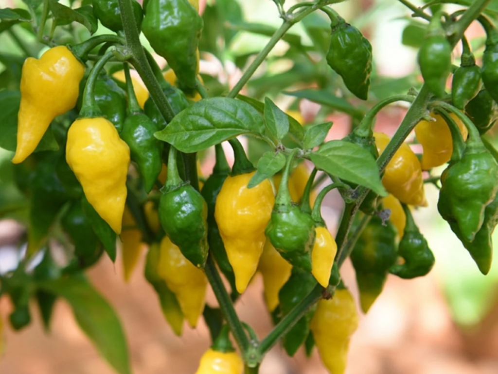 Lemon Habanero Pepper - 30+ seeds – Ohio Heirloom Seeds