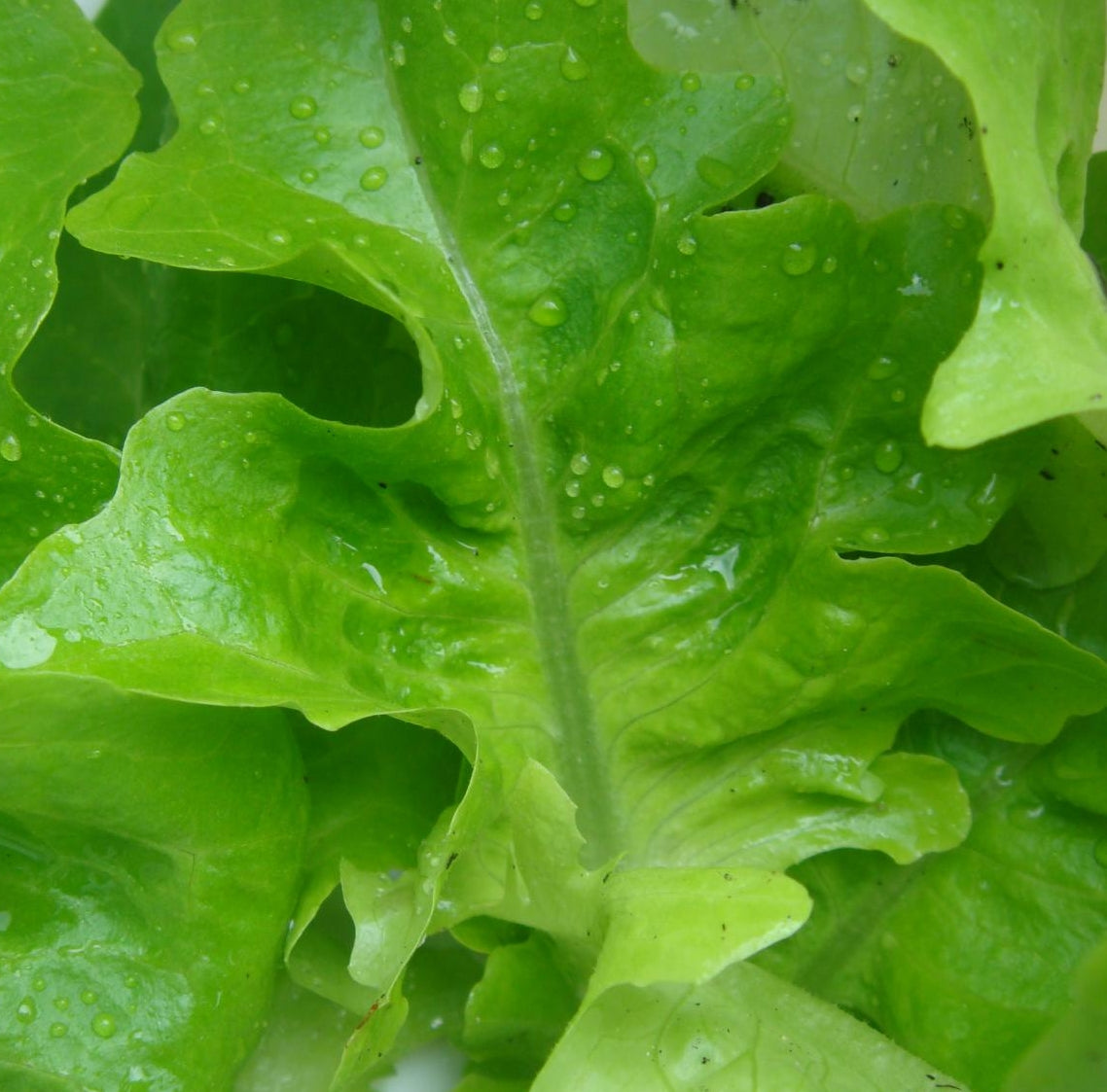 Oak Leaf Lettuce - ohio heirloom seeds