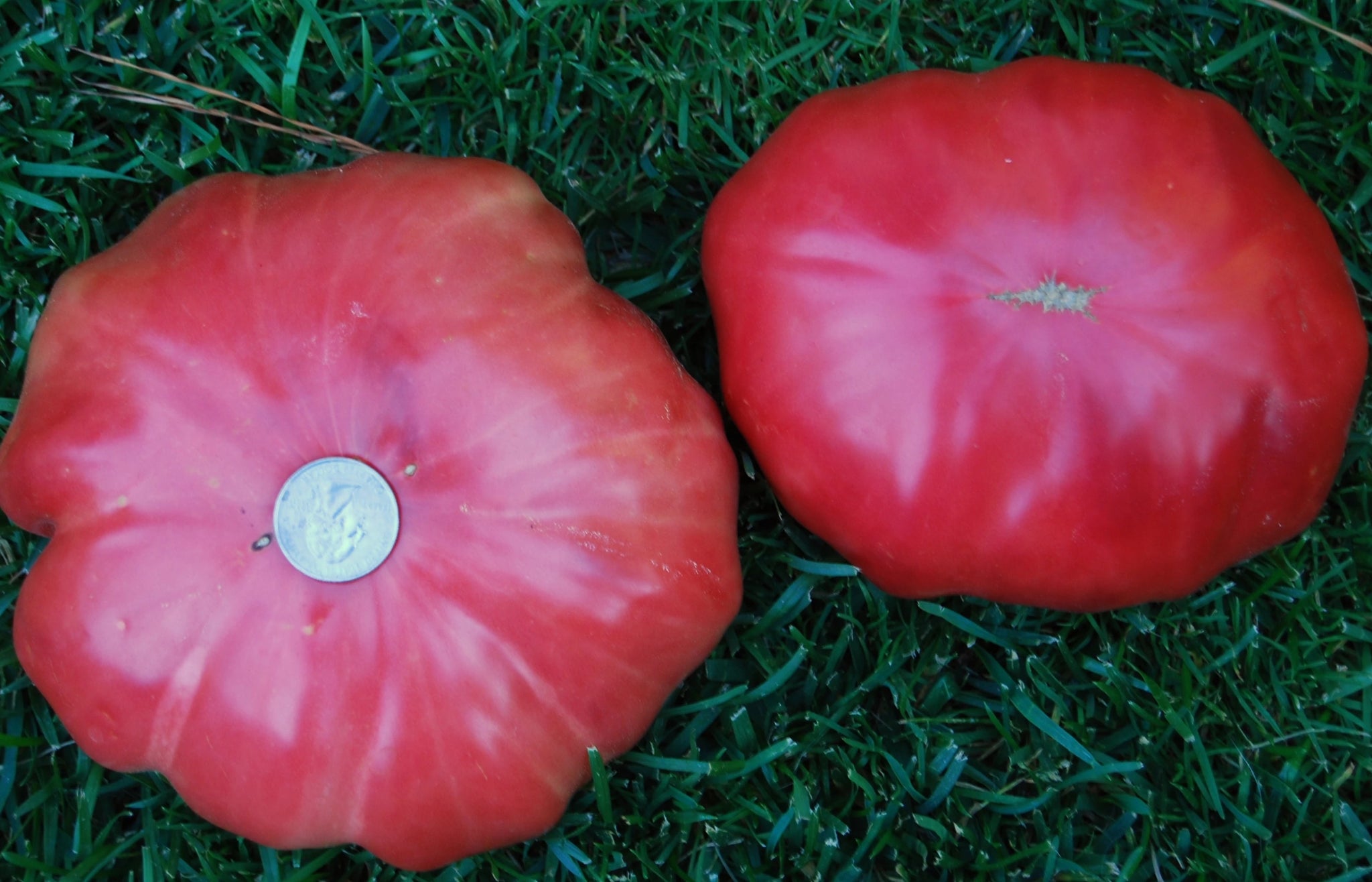 Omar’s Lebanese Organic Tomato - ohio heirloom seeds