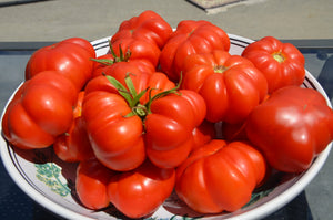 President Garfield Organic Tomato - ohio heirloom seeds