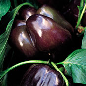 Purple Beauty Pepper - ohio heirloom seeds