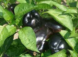 Purple Beauty Pepper - ohio heirloom seeds