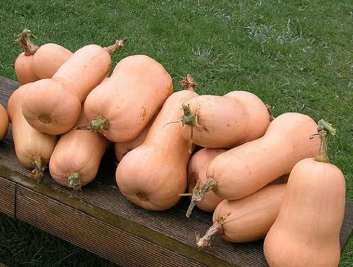 Waltham Butternut Squash - 30+ seeds