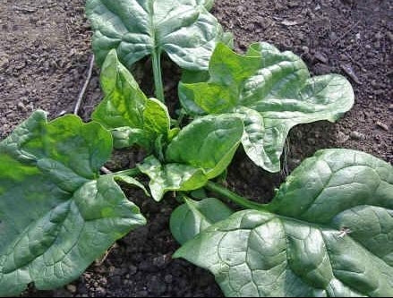 Spinach Gigante d’Inverno - ohio heirloom seeds