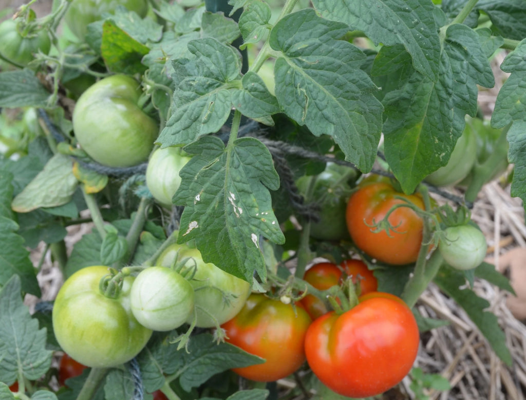 Tatjana Organic Tomato - ohio heirloom seeds