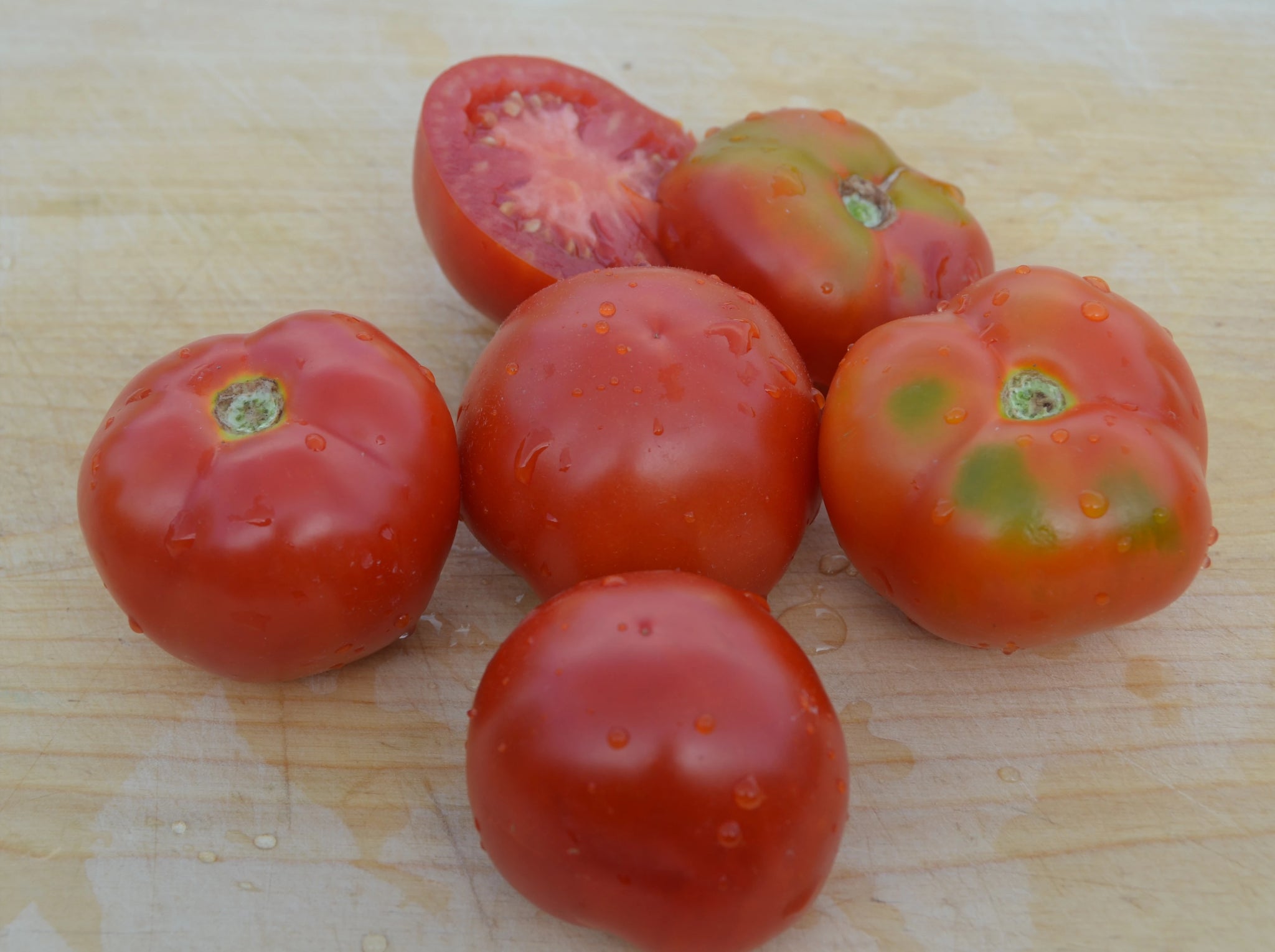 Tatjana Organic Tomato - ohio heirloom seeds