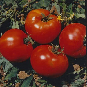 Abe Lincoln Tomato Seeds - 50+ seeds
