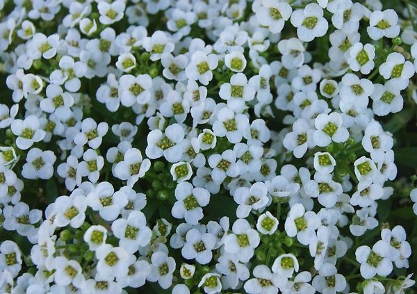 Alyssum - Carpet of Snow Flower - ohio heirloom seeds