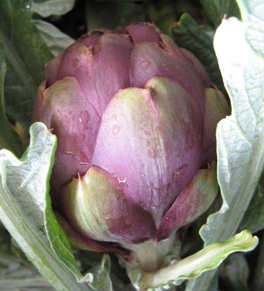 Artichoke Violetta di Chioggia - ohio heirloom seeds
