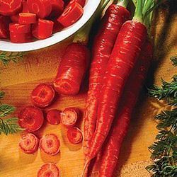 Atomic Red Carrot - ohio heirloom seeds