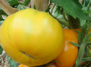 Azoychka Tomato - ohio heirloom seeds