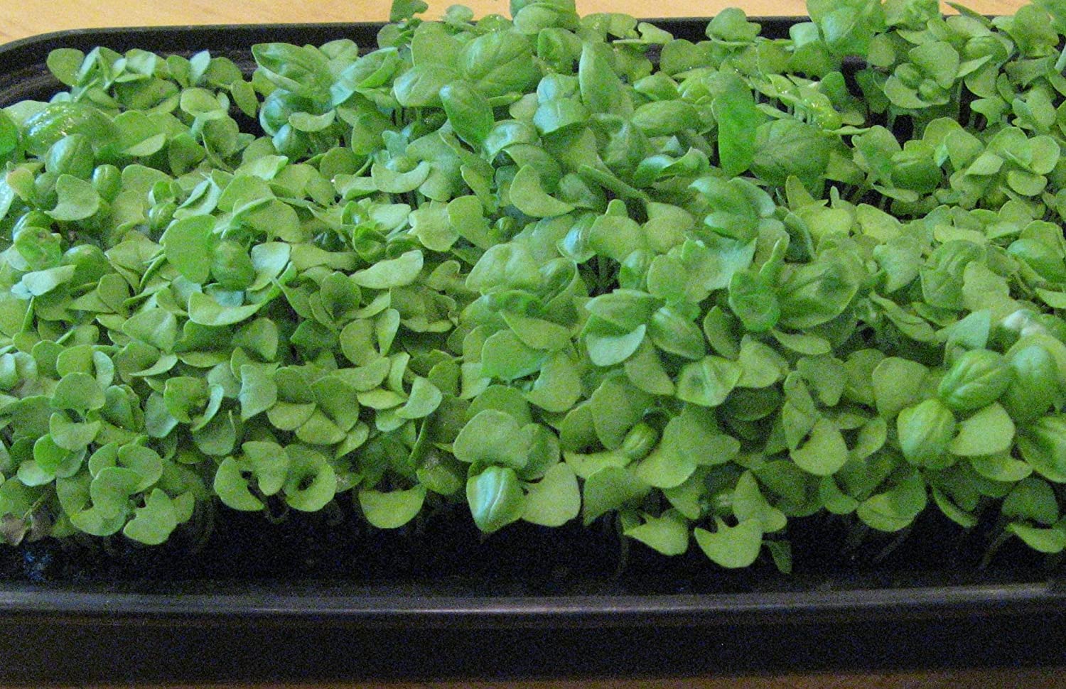 Basil Large Leaf Microgreens - 10,000+ seeds