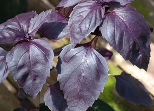 Purple Dark Opal Basil - ohio heirloom seeds