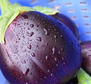 Black Beauty Eggplant - ohio heirloom seeds