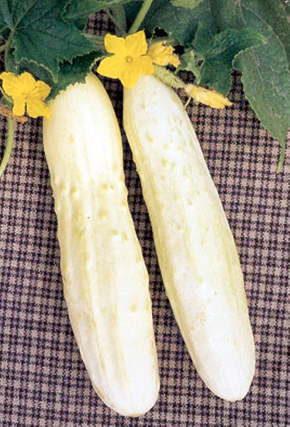 Bianco Lungo Cucumber - 30+ seeds