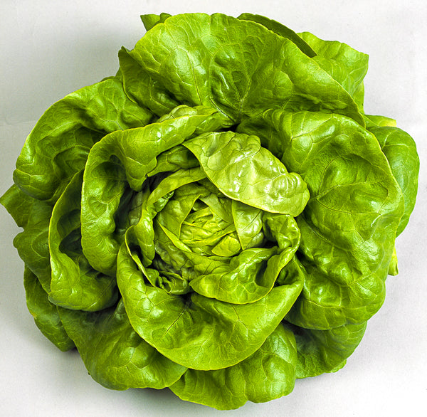 Lettuce Bb Butterhead Lettuce Seeds Herloom NON GMO - Etsy Lettuce Bb Butterhead Lettuce Seeds Herloom NON GMO - Etsy