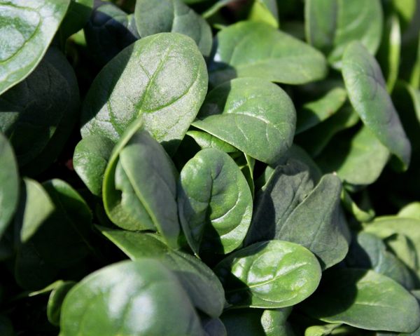 Spinach Bloomsdale Savoy Microgreens (Sprouting) Seeds - ohio heirloom seeds