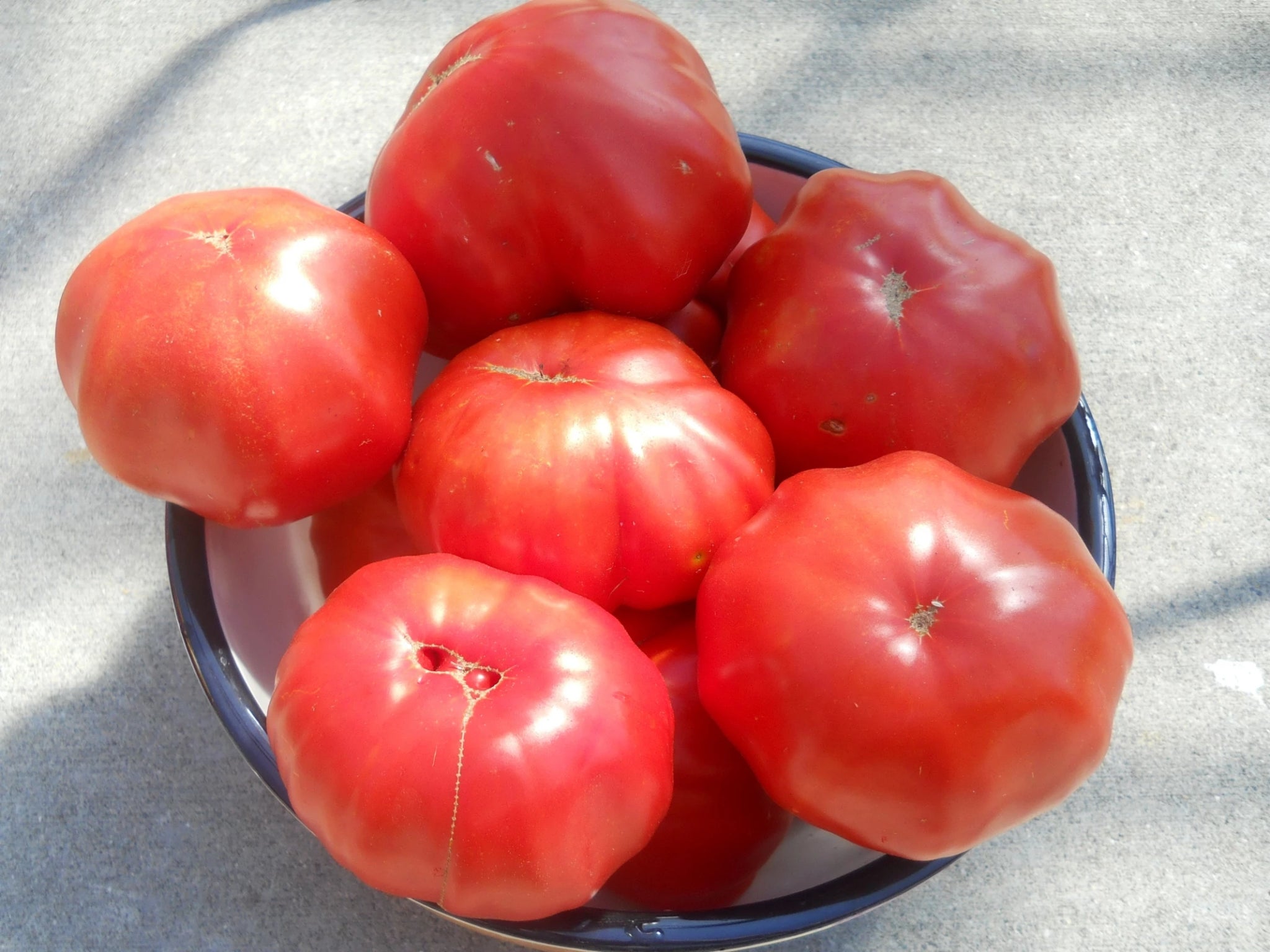 Lehrertomate Organic Tomato - ohio heirloom seeds
