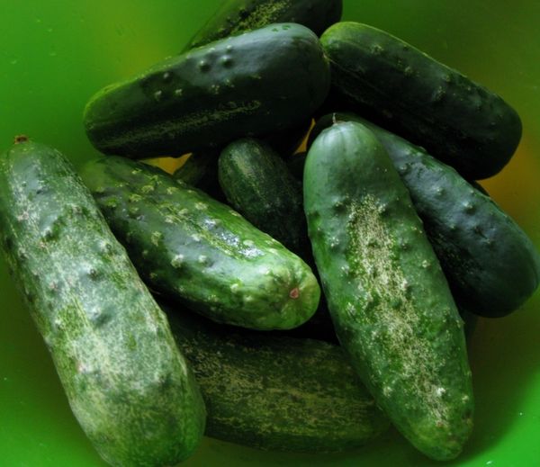 Boston Pickling Cucumber - ohio heirloom seeds