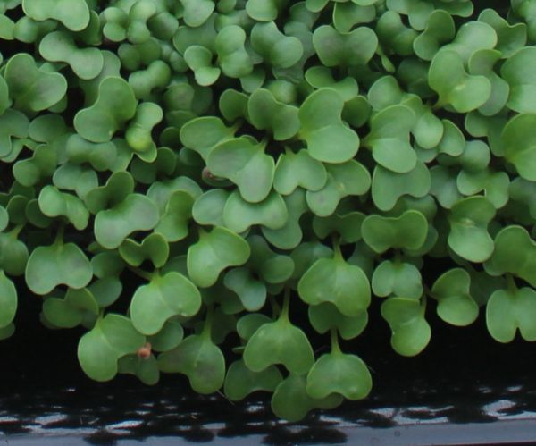 Broccoli Waltham Microgreens Seeds - ohio heirloom seeds