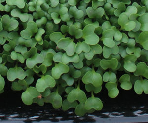 Broccoli Waltham Microgreens Seeds - ohio heirloom seeds